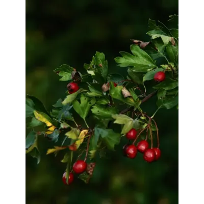 Głóg owoc 100g Nanga