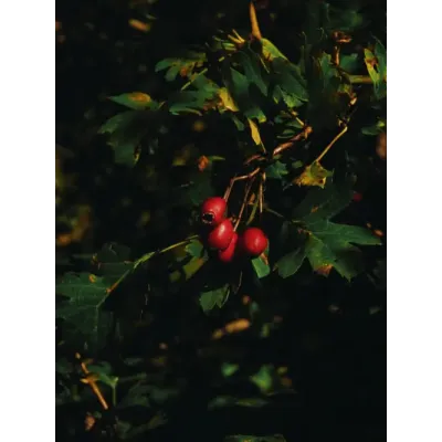 Głóg owoc 100g Nanga