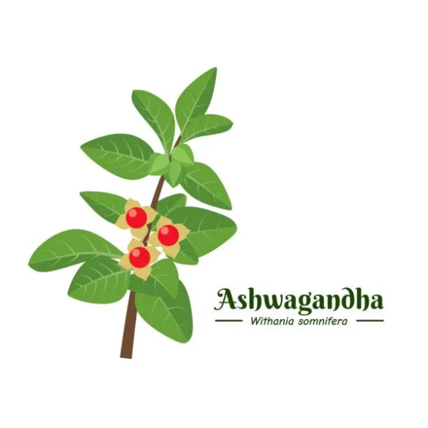 Najpopularniejszy ADAPTOGEN - Ashwagandha 