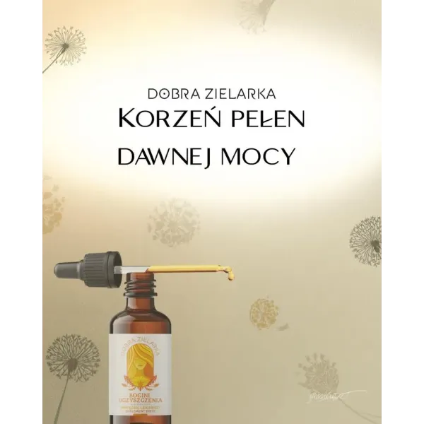 Mniszek lekarski – korzeń pełen dawnej mocy