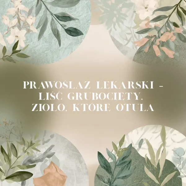 Prawoślaz lekarski – liść grubocięty. Zioło, które otula