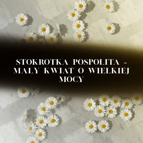 Stokrotka pospolita – mały kwiat o wielkiej mocy